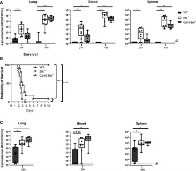 Bruton’s Tyrosine Kinase-Mediated Signaling in Myeloid Cells Is Required for Protective Innate Immunity During Pneumococcal Pneumonia